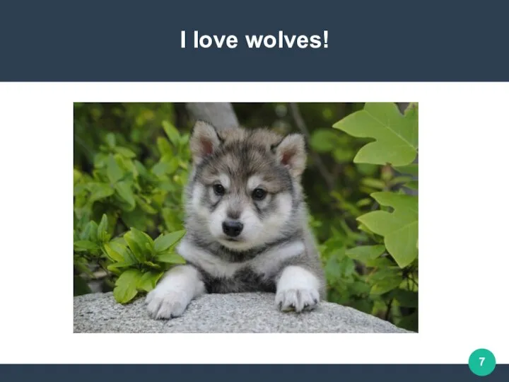 I love wolves!
