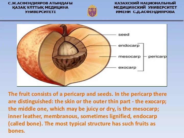 The fruit consists of a pericarp and seeds. In the pericarp there