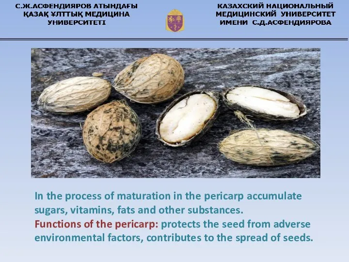 In the process of maturation in the pericarp accumulate sugars, vitamins, fats