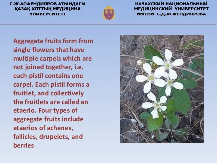 Aggregate fruits form from single flowers that have multiple carpels which are
