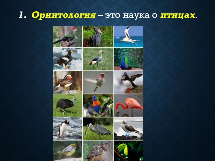 1. Орнитология – это наука о птицах.