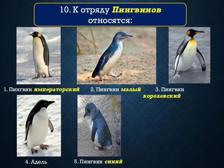 10. К отряду Пингвинов относятся: 1. Пингвин императорский 3. Пингвин королевский 2.