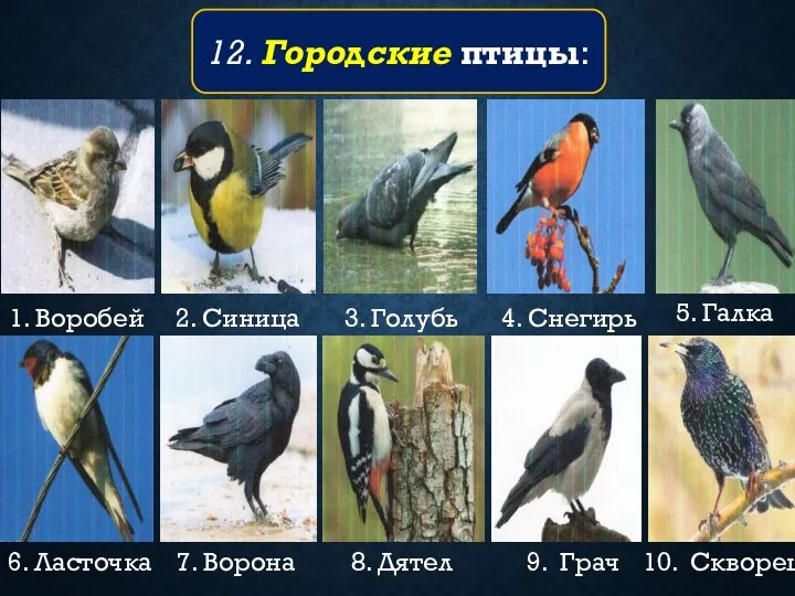 1. Воробей 2. Синица 3. Голубь 4. Снегирь 5. Галка 6. Ласточка