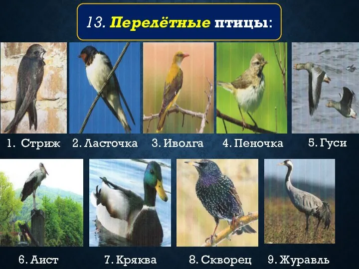 1. Стриж 2. Ласточка 3. Иволга 4. Пеночка 5. Гуси 6. Аист