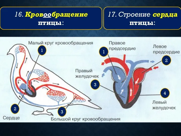 16. Кровообращение птицы: 3 2 1 17. Строение сердца птицы: 4 3 2 1