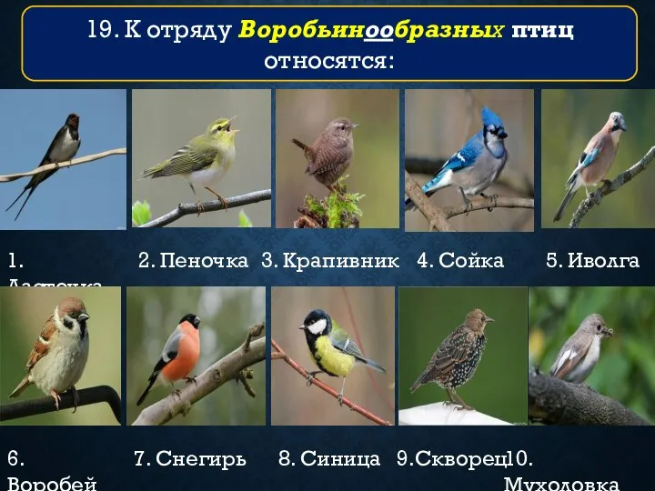 1. Ласточка 2. Пеночка 3. Крапивник 4. Сойка 5. Иволга 6. Воробей