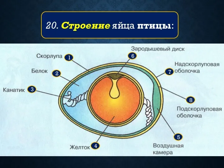 20. Строение яйца птицы: 8 7 6 5 4 3 2 1