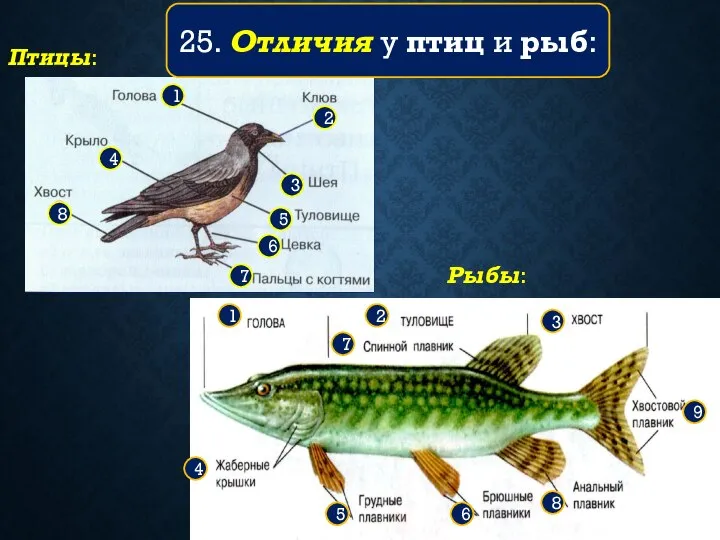 25. Отличия у птиц и рыб: 9 8 7 6 5 4