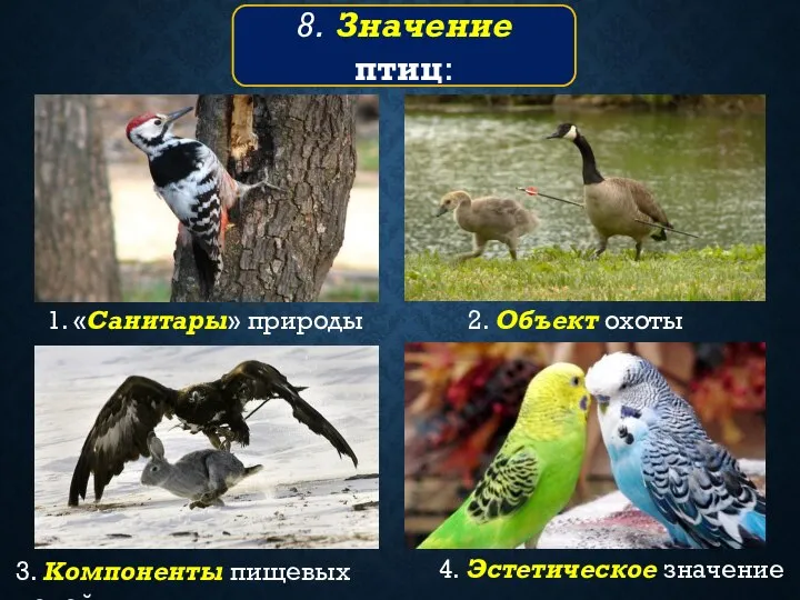 8. Значение птиц: 1. «Санитары» природы 2. Объект охоты 3. Компоненты пищевых цепей 4. Эстетическое значение