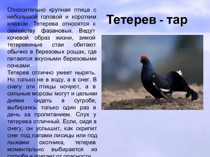 Тетерев - тар Относительно крупная птица с небольшой головой и коротким клювом.
