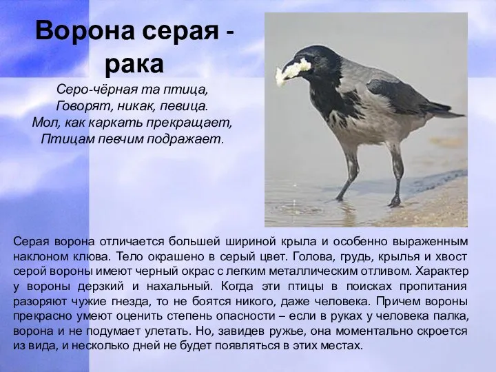 Ворона серая - рака Серая ворона отличается большей шириной крыла и особенно