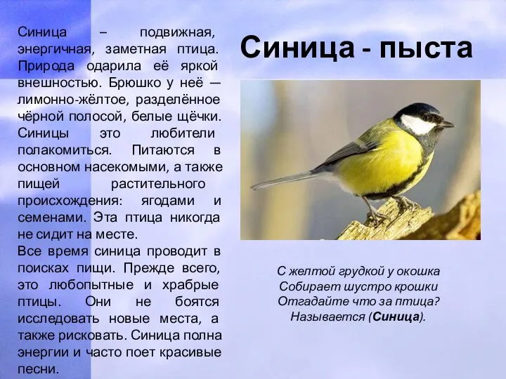 Синица - пыста Синица – подвижная, энергичная, заметная птица. Природа одарила её