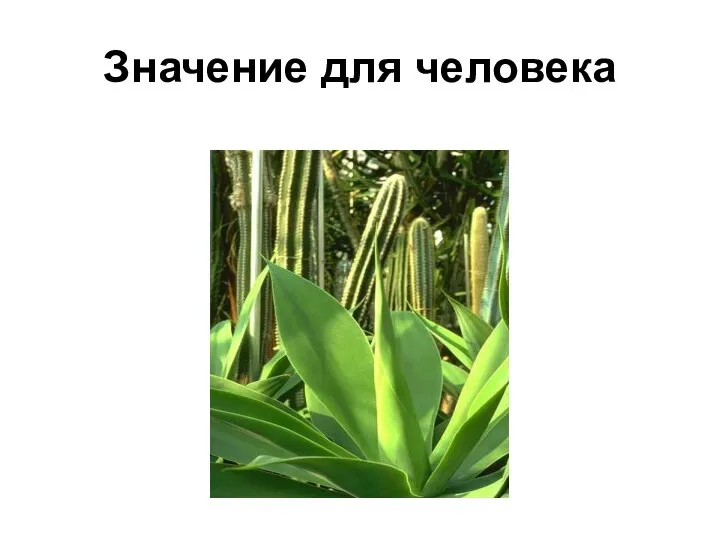 Значение для человека