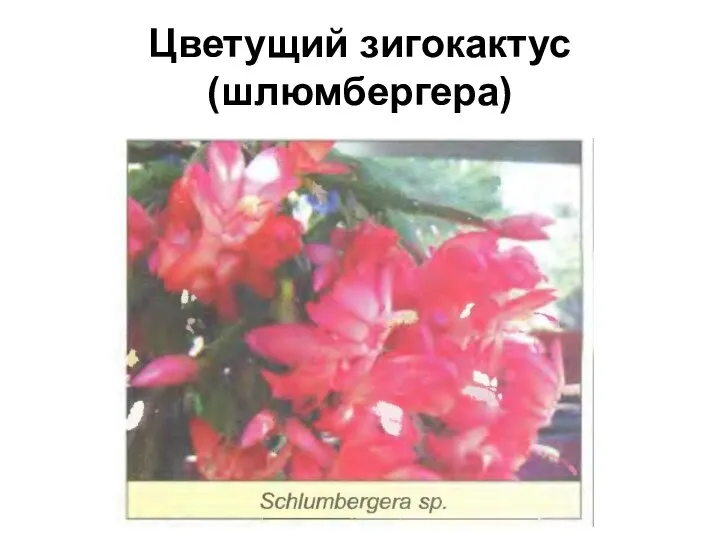 Цветущий зигокактус (шлюмбергера)