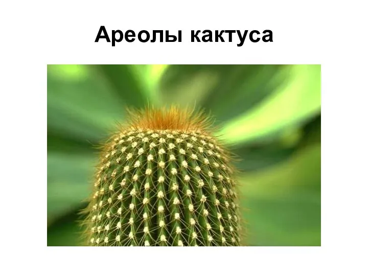 Ареолы кактуса