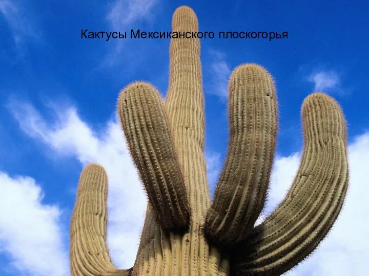 Кактусы Мексиканского плоскогорья