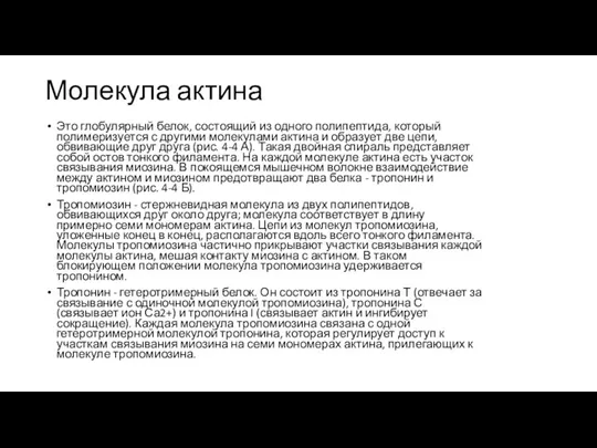 Молекула актина Это глобулярный белок, состоящий из одного полипептида, который полимеризуется с