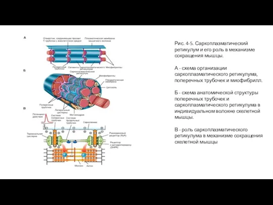 Рис. 4-5. Саркоплазматический ретикулум и его роль в механизме сокращения мышцы. А