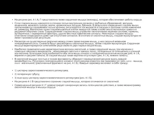 На рисунке рис. 4-1 А, Г представлена также сердечная мышца (миокард), которая
