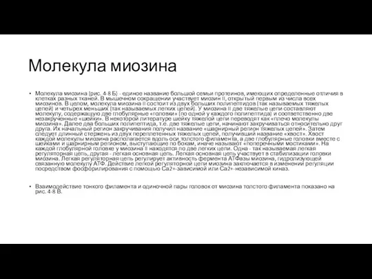 Молекула миозина Молекула миозина (рис. 4-8 Б) - единое название большой семьи