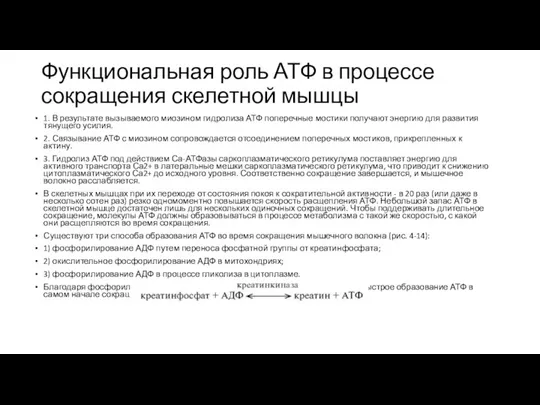 Функциональная роль АТФ в процессе сокращения скелетной мышцы 1. В результате вызываемого