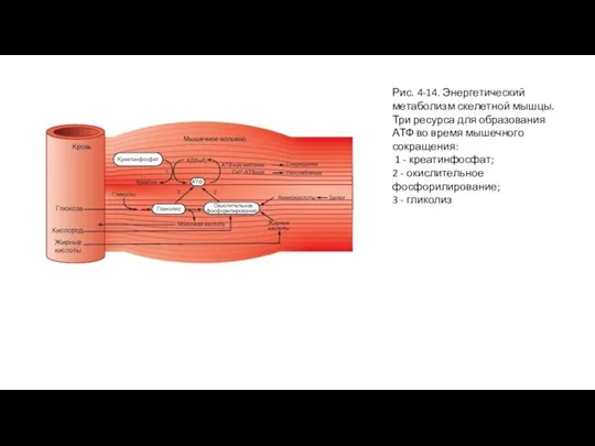 Рис. 4-14. Энергетический метаболизм скелетной мышцы. Три ресурса для образования АТФ во