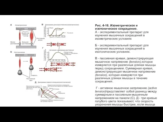 Рис. 4-16. Изометрическое и изотоническое сокращение. А - экспериментальный препарат для изучения