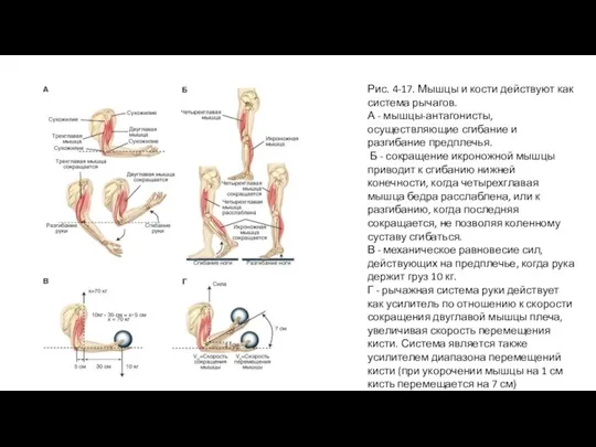 Рис. 4-17. Мышцы и кости действуют как система рычагов. А - мышцы-антагонисты,