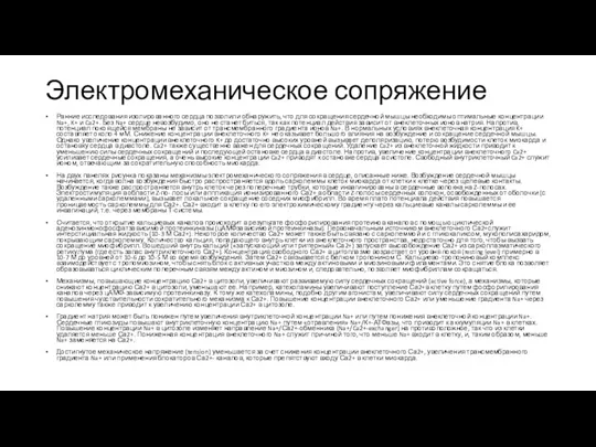 Электромеханическое сопряжение Ранние исследования изолированного сердца позволили обнаружить, что для сокращения сердечной