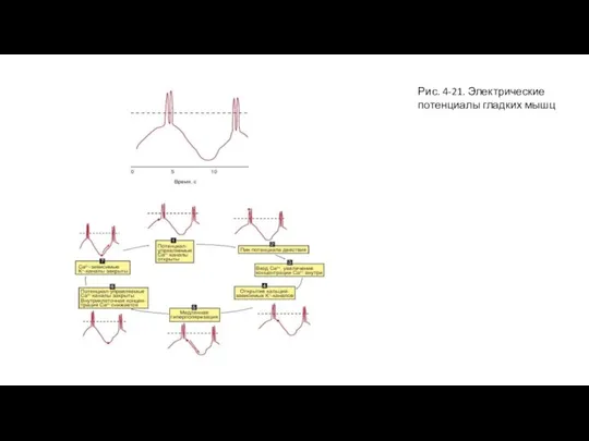 Рис. 4-21. Электрические потенциалы гладких мышц