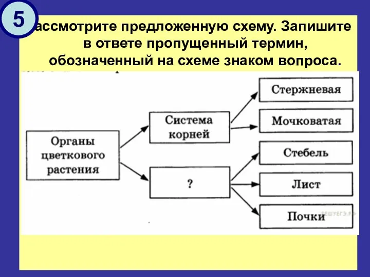 Рассмотрите предложенную схему. Запишите в ответе пропущенный термин, обозначенный на схеме знаком вопроса. 5