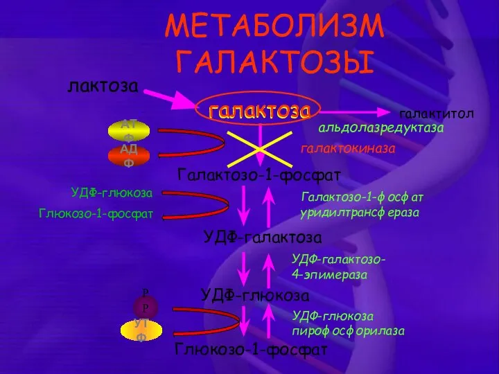 МЕТАБОЛИЗМ ГАЛАКТОЗЫ галактоза Галактозо-1-фосфат УДФ-галактоза УДФ-глюкоза Глюкозо-1-фосфат АТФ АДФ УДФ-глюкоза Глюкозо-1-фосфат РРi