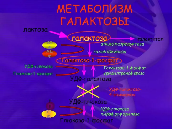 МЕТАБОЛИЗМ ГАЛАКТОЗЫ галактоза Галактозо-1-фосфат УДФ-галактоза УДФ-глюкоза Глюкозо-1-фосфат АТФ АДФ УДФ-глюкоза Глюкозо-1-фосфат РРi