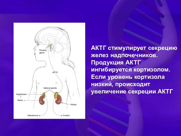 АКТГ стимулирует секрецию желез надпочечников. Продукция АКТГ ингибируется кортизолом. Если уровень кортизола