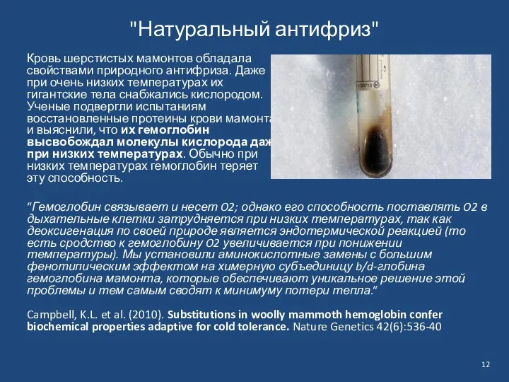 "Натуральный антифриз" Кровь шерстистых мамонтов обладала свойствами природного антифриза. Даже при очень