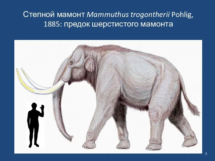 Степной мамонт Mammuthus trogontherii Pohlig, 1885: предок шерстистого мамонта