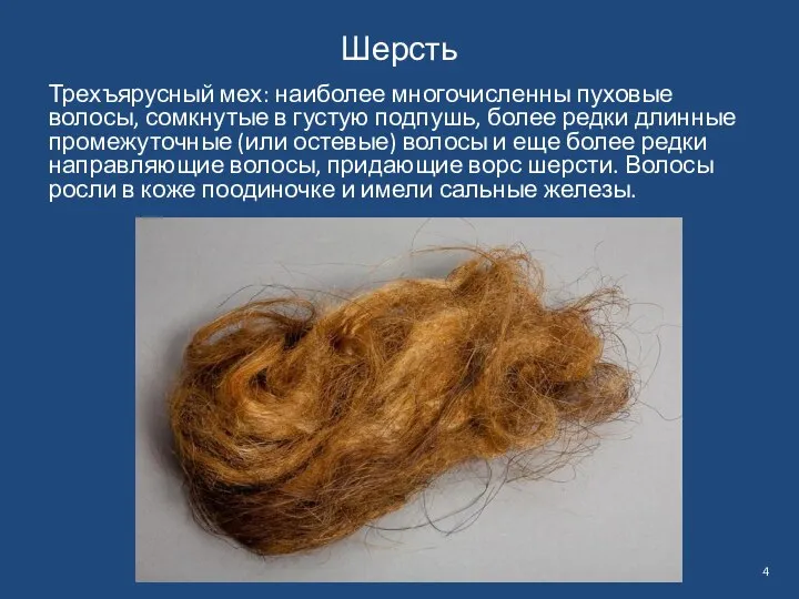 Шерсть Трехъярусный мех: наиболее многочисленны пуховые волосы, сомкнутые в густую подпушь, более