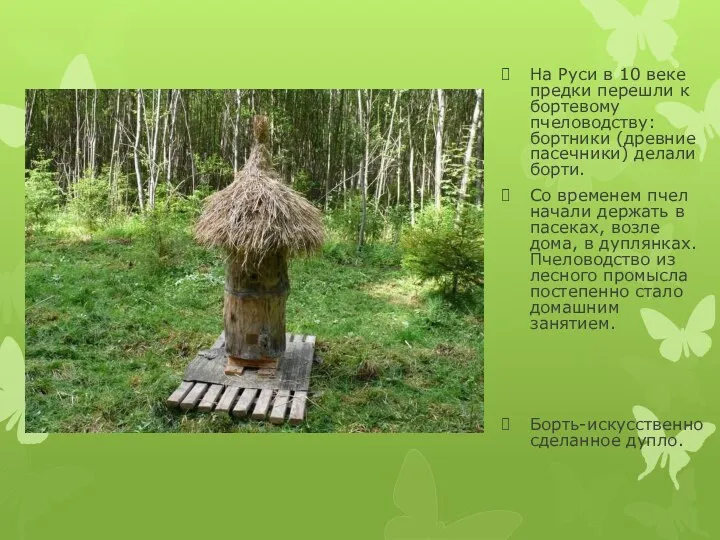 На Руси в 10 веке предки перешли к бортевому пчеловодству: бортники (древние