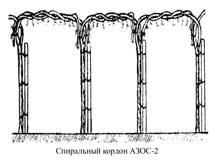 Спиральный кордон АЗОС-2