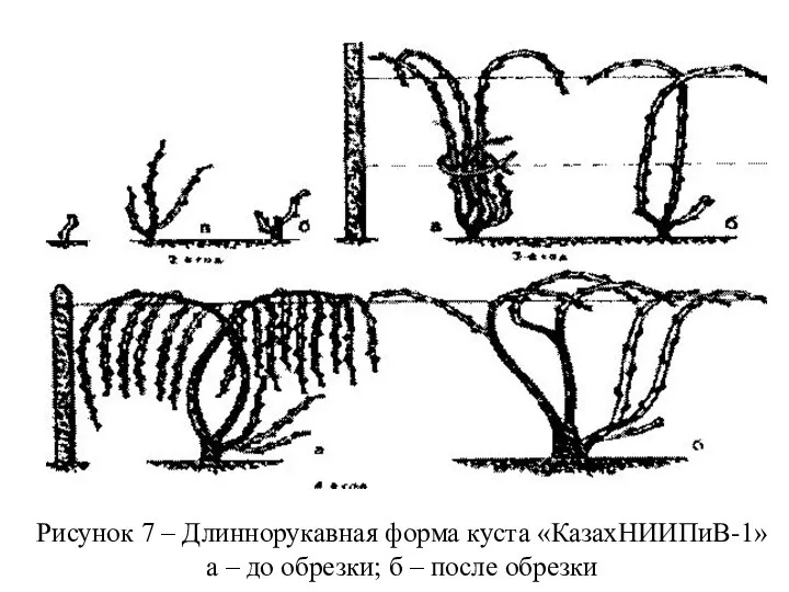 Рисунок 7 – Длиннорукавная форма куста «КазахНИИПиВ-1» а – до обрезки; б – после обрезки