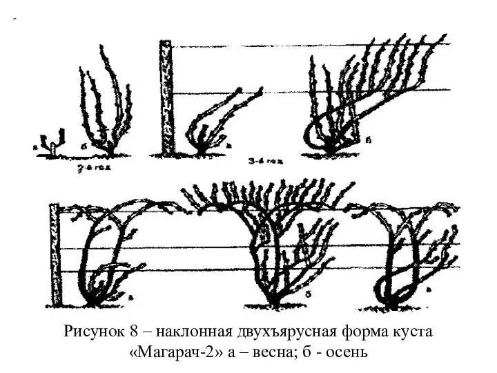 Рисунок 8 – наклонная двухъярусная форма куста «Магарач-2» а – весна; б - осень