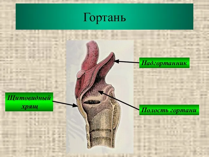 Гортань Надгортанник Щитовидный хрящ Полость гортани