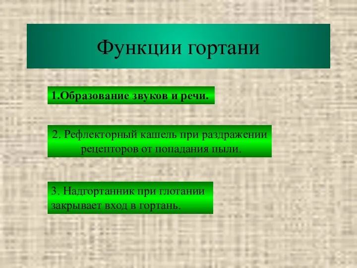 Функции гортани 1.Образование звуков и речи. 2. Рефлекторный кашель при раздражении рецепторов