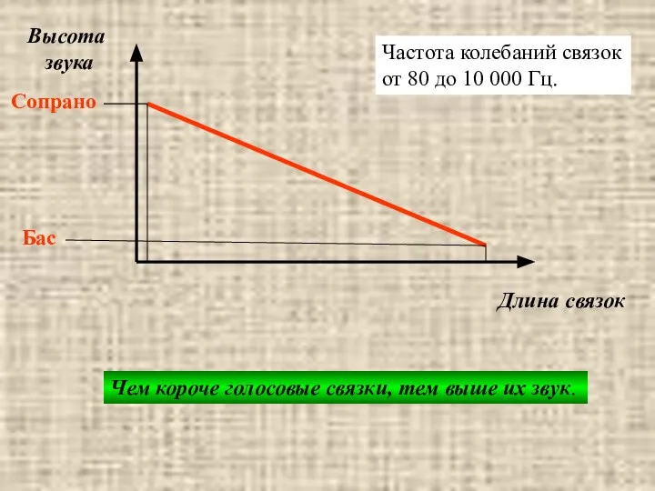 звукообразование Высота звука Длина связок Сопрано Бас Чем короче голосовые связки, тем