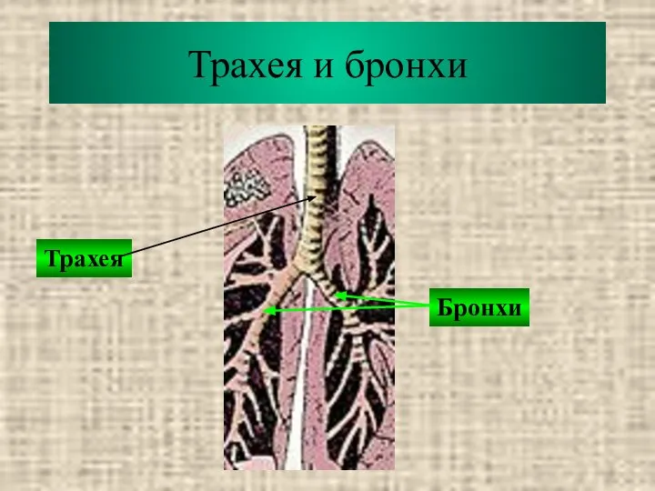 Трахея и бронхи Трахея Бронхи