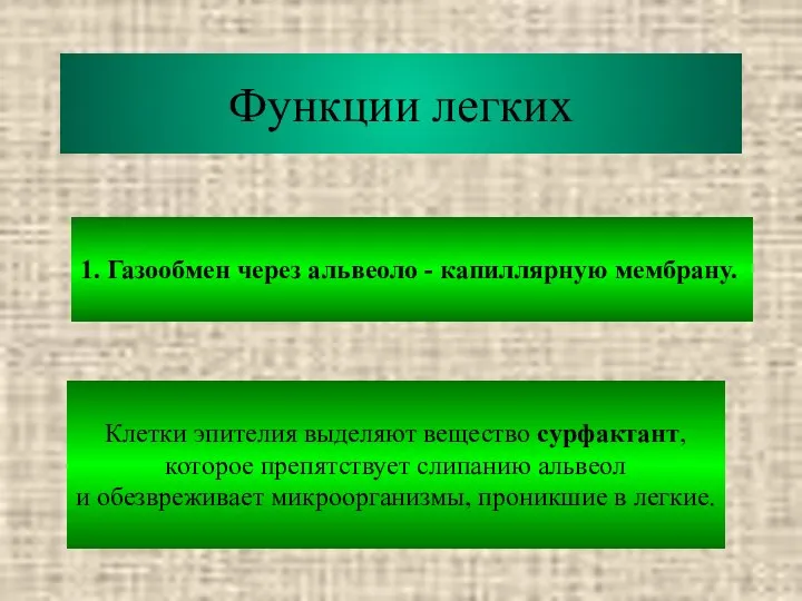 Функции легких 1. Газообмен через альвеоло - капиллярную мембрану. Клетки эпителия выделяют