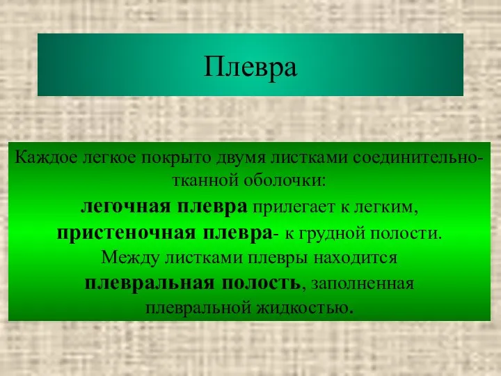 Плевра Каждое легкое покрыто двумя листками соединительно- тканной оболочки: легочная плевра прилегает