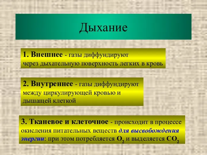 Дыхание 1. Внешнее - газы диффундируют через дыхательную поверхность легких в кровь