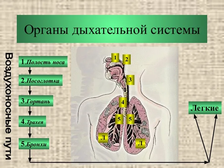 Органы дыхательной системы 1.Полость носа 2.Носоглотка 3.Гортань 5.Бронхи 4.Трахея Легкие Воздухоносные пути