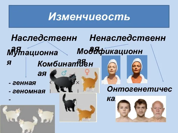 Изменчивость Наследственная Ненаследственная Мутационная Комбинативная генная геномная хромосомная Модификационная Онтогенетическая